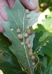 Neuroterus floccosus