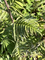 Pedicularis bracteosa