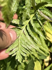 Pedicularis bracteosa