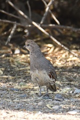 Callipepla gambelii