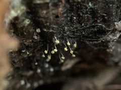 Physarum