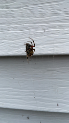 Neoscona domiciliorum