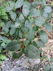 Lindera reflexa
