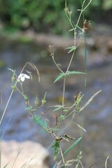 Geranium richardsonii