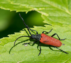 Desmocerus aureipennis