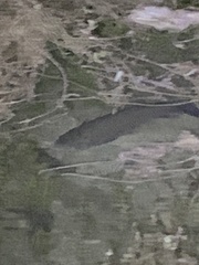 Ctenopharyngodon idella