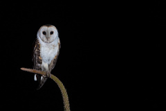 Tyto novaehollandiae