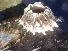 Balanus crenatus