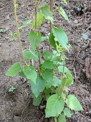 Actinidia chinensis