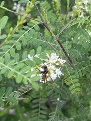 Hoplitimyia mutabilis