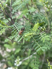 Hoplitimyia mutabilis