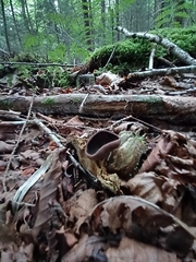 Pseudoplectania nigrella