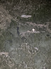 Ctenopharyngodon idella