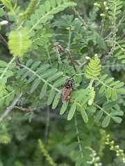 Hoplitimyia mutabilis