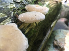 Pseudohydnum gelatinosum