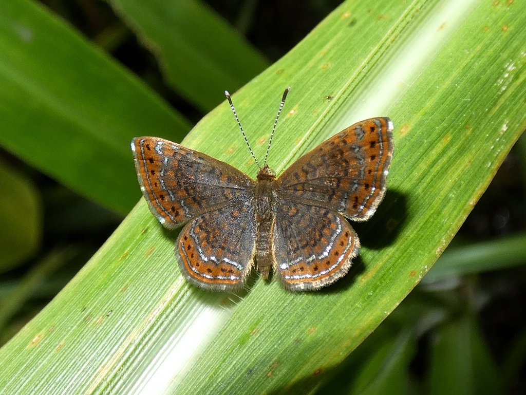 Schaus's Calephelis