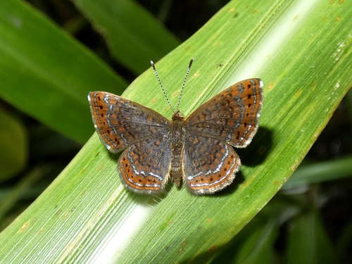 Schaus's Calephelis
