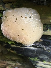 Pseudohydnum gelatinosum