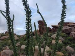 Fouquieria splendens