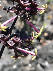 Kadua centranthoides