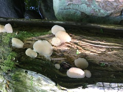 Pseudohydnum gelatinosum