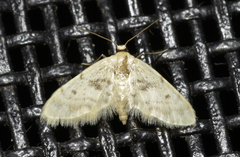 Idaea bonifata