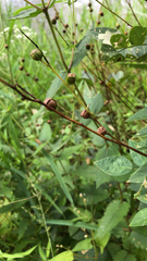 Ludwigia alternifolia