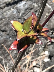 Kadua centranthoides