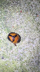 Bolbocerosoma farctum