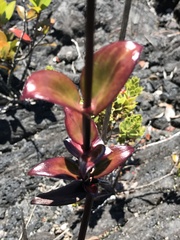 Kadua centranthoides