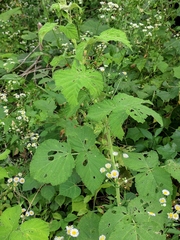 Rubus idaeus