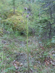 Saussurea angustifolia