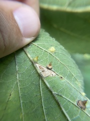 Celticecis spiniformis