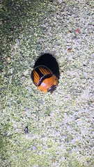 Bolbocerosoma farctum