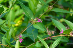 Decodon