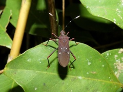 Leptoscelis quadrisignatus