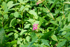 Decodon