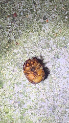 Bolbocerosoma farctum