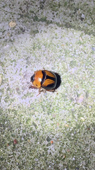 Bolbocerosoma farctum