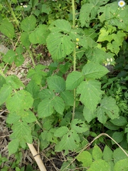 Rubus idaeus