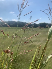 Sorghum halepense