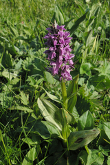 Dactylorhiza urvilleana