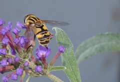 Helophilus latifrons