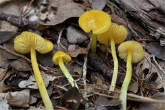 Gliophorus perplexus