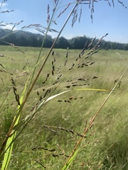 Sorghum halepense