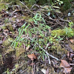 Podocarpus laetus