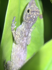 Anolis distichus