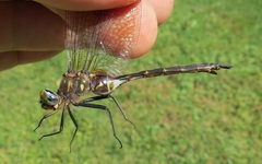 Somatochlora walshii