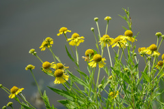Helenium
