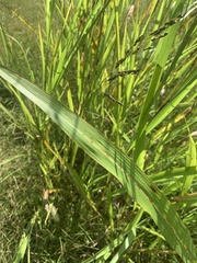 Sorghum halepense